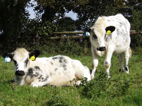 [OC] My 2 girls, Custard and Cream, hanging out today!
