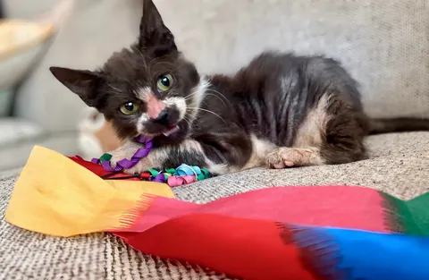 Cosmo’s ✨transformation✨