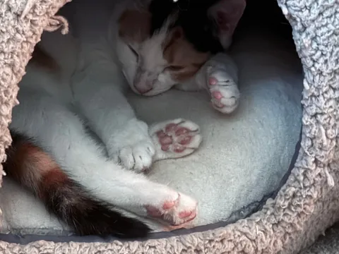 Why does she sleep near me but never on me, and yet never leaves my side like a shadow?