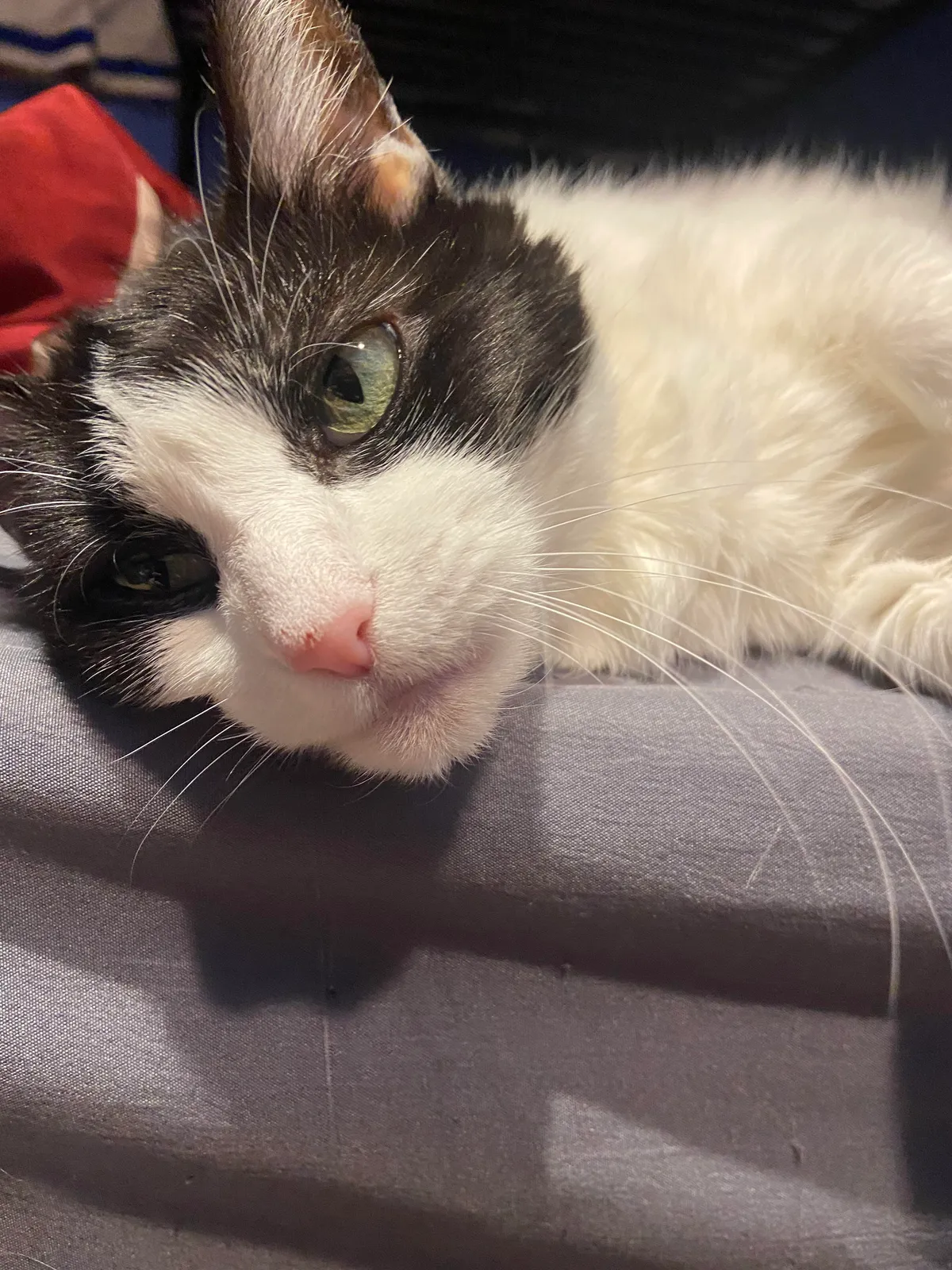 My cat died last night right next to my head while I was sleeping. I can only hope she slept through it too.