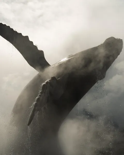 Breaching whale [Composition] [Edit]