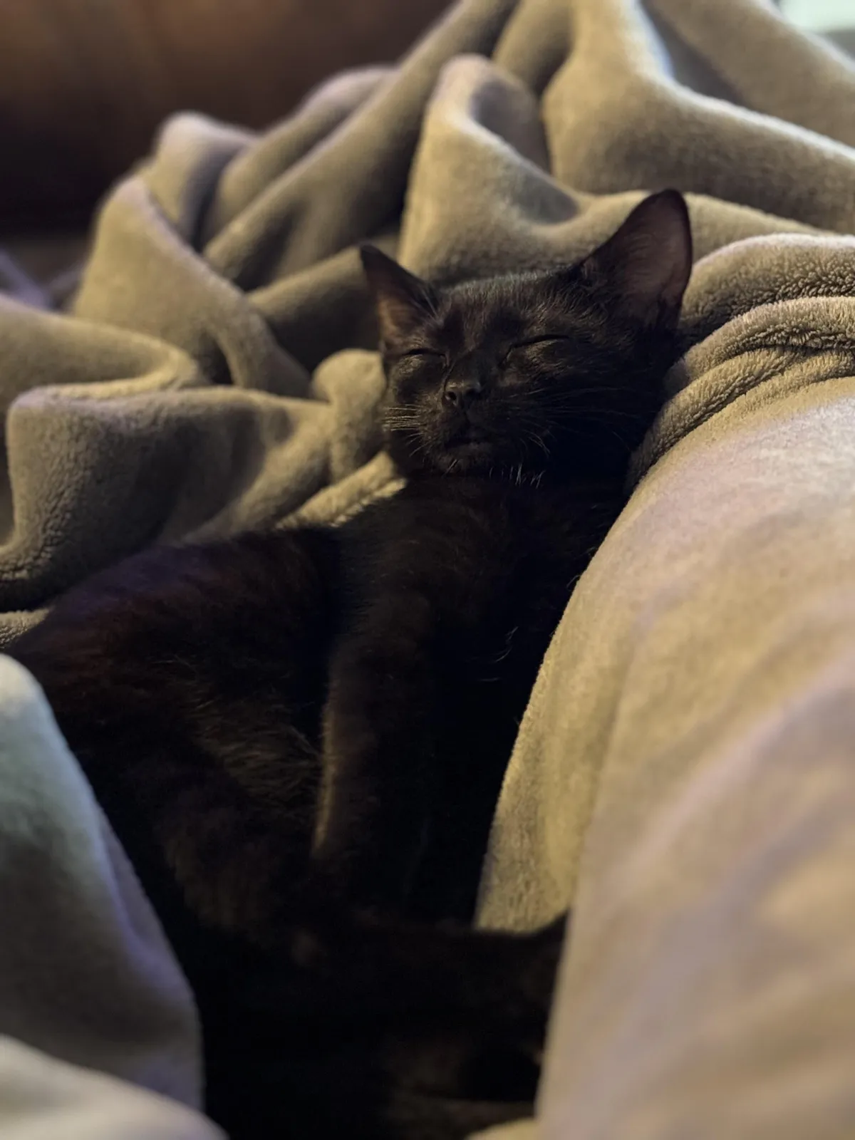 Two weeks with our void! Rescued from inside someone’s truck engine to snuggling inside; welcome Coraline! 
