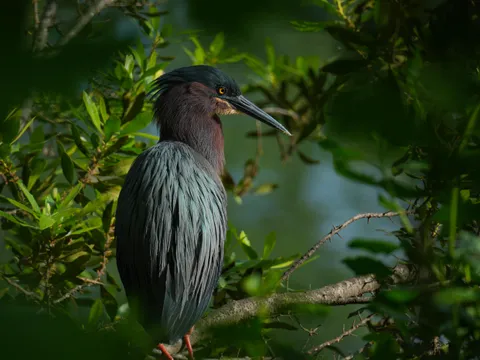 ITAP of a Green Heron