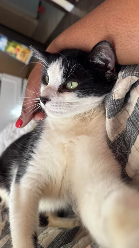 Final plea to help find Legacy, special needs cat, a home