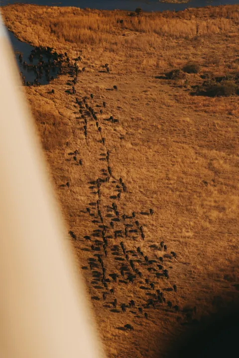 Took a scenic flight over the Okavango Delta in Botswana