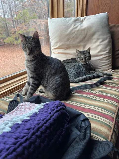 Fostered a (twice returned) kitten for less than 48 hours … update #2