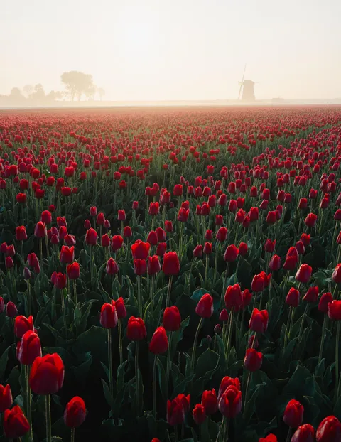 Tulips in the Netherlands, April 2025