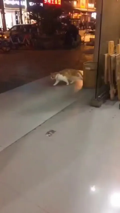 Michael Jackson's reincarnation