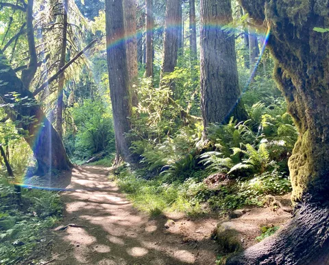 This “rainbow” in the middle of a forest caused by a chance lens flare