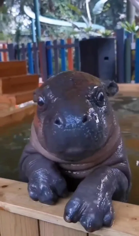 why are baby hippos so cute? 😭😍