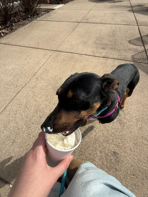 Every week I take a shelter dog out for a field trip. The past two weeks I took Messiah. He’s a very happy boy.