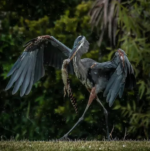 Great Blue Heron Eats A Juvenile Alligator