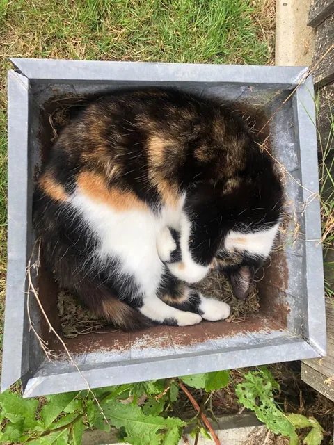 I guess the flower pot was the logical place to sleep