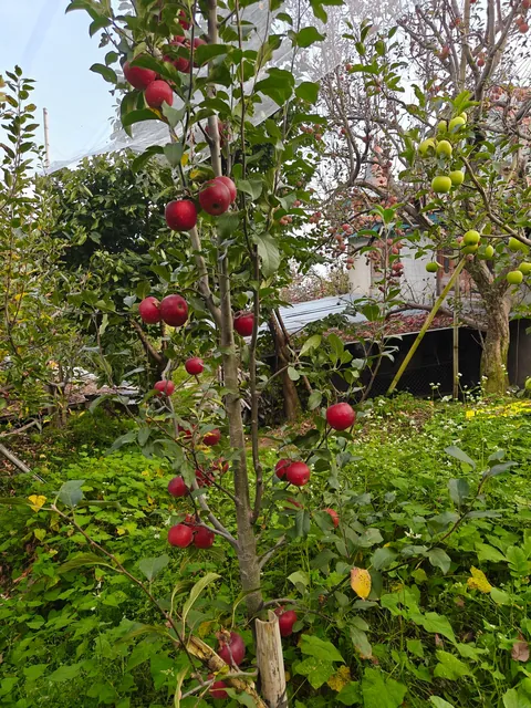 Just wanted to show new variety of Apple tree I planted .