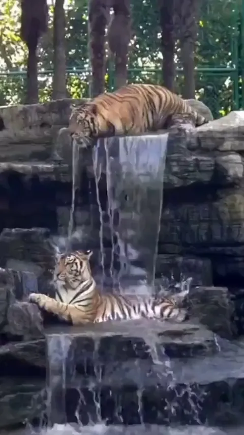 🐯: Bro woke up and chose violence 😤