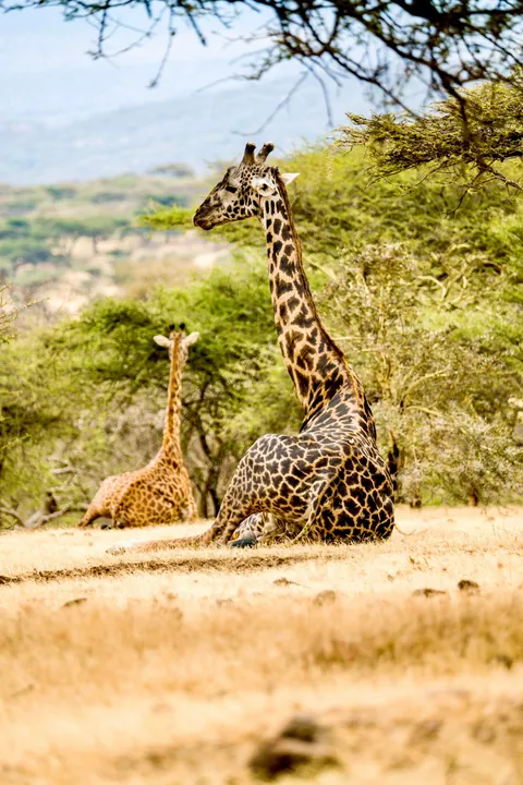 I took my 17 year old nephew to Tanzania. We found two boda-boda drivers in Arusha who let us hire their bikes, but not them. Rode up to Lake Natron. Flamingos!