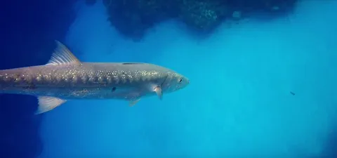 Barracudas attack like torpedoes (at up to 36mph)