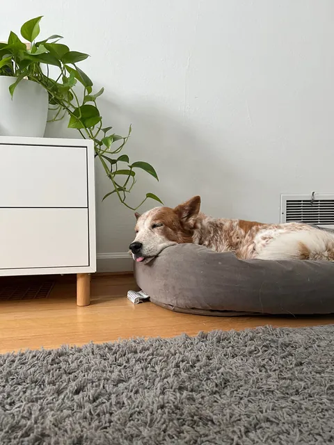 This is rare pupper, Jane, affectionately known as Turkey.