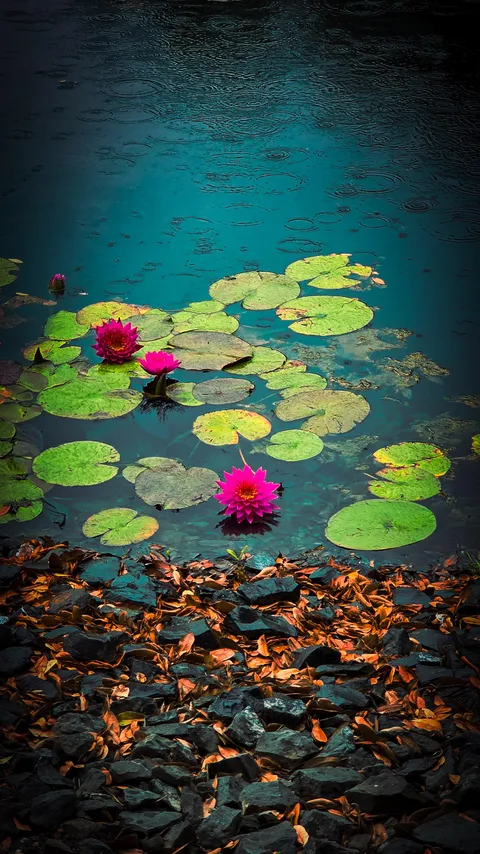 🔥 Flowering WaterLilys
