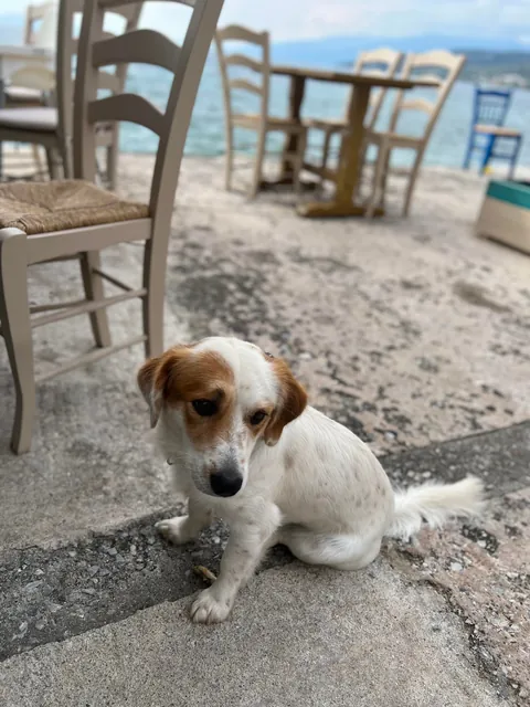 Adopted Danny about a week ago, my kids love him🥹