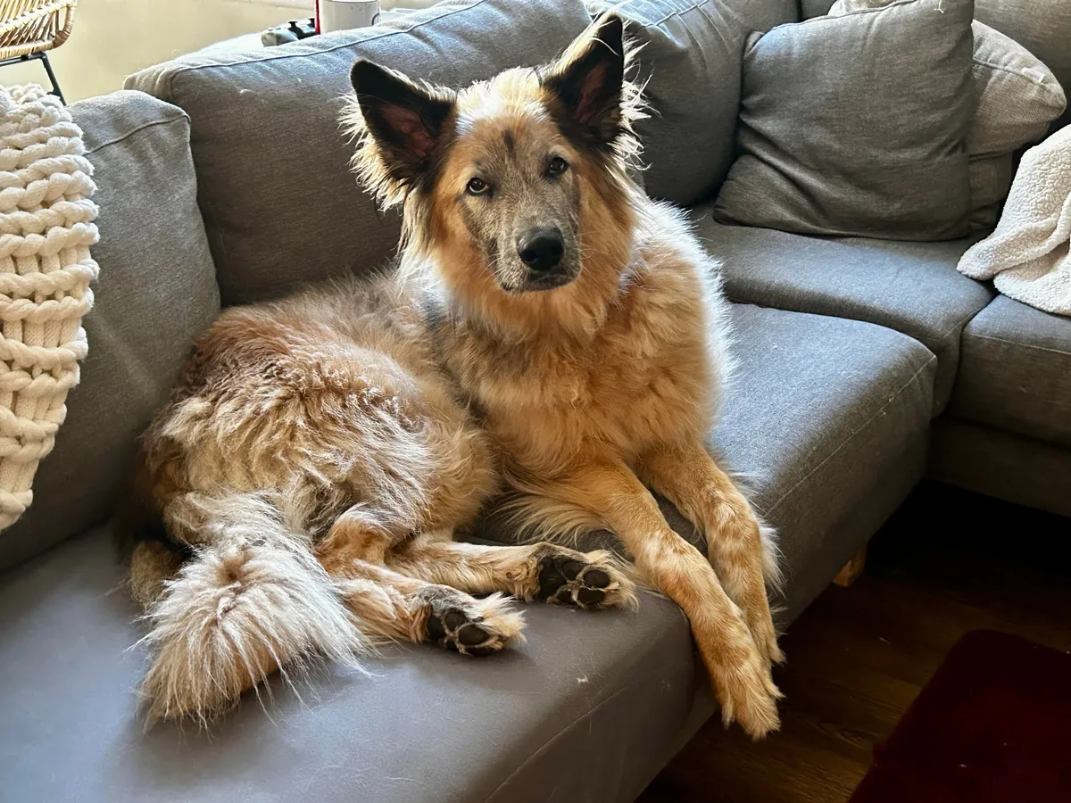 Celebrating two years with Snacks, our big goofy rescue dog