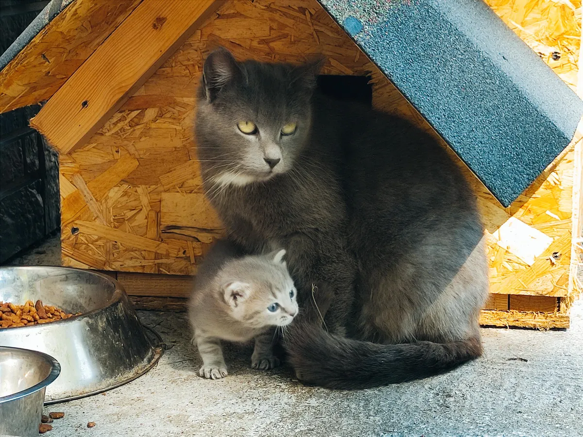 We have a cat living in our yard in a house that we built for her. She recently gave birth to one kitten.