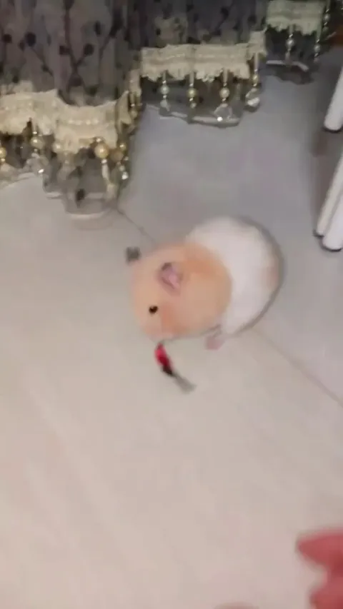 Magic trick you have never seen..