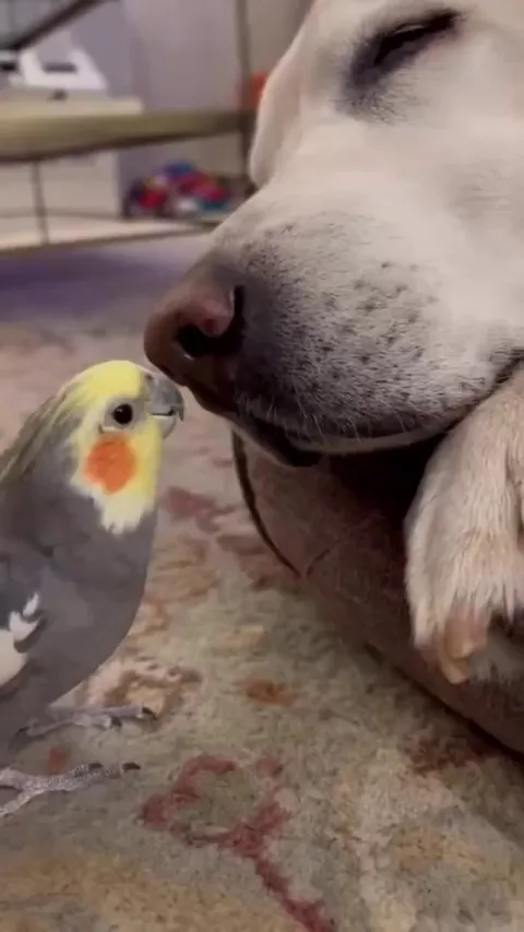 Bird wants to play with his friend