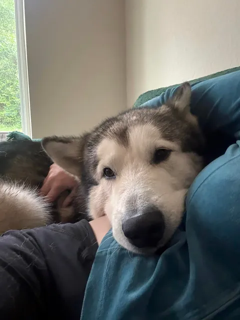3 stages of “Please love me”