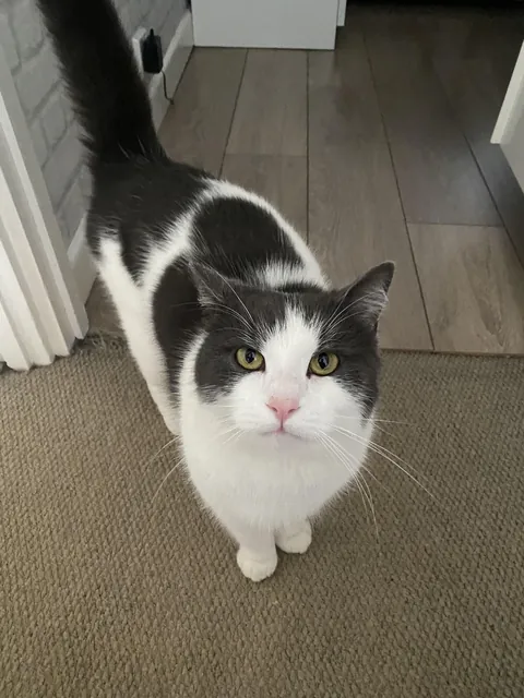 My cat passed in March. Was this him?