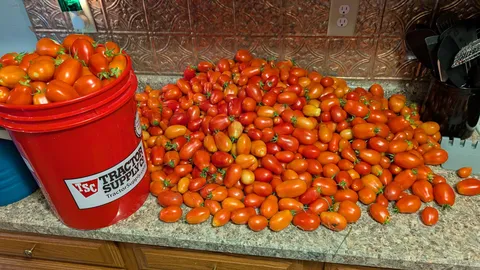 i SpEnT $500 tO gRoW $3 wOrTh oF tOmAtOes