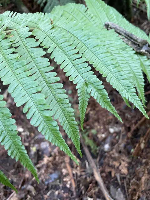 What do you call this mutation?