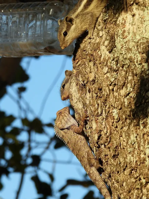 Squirrel for world peace