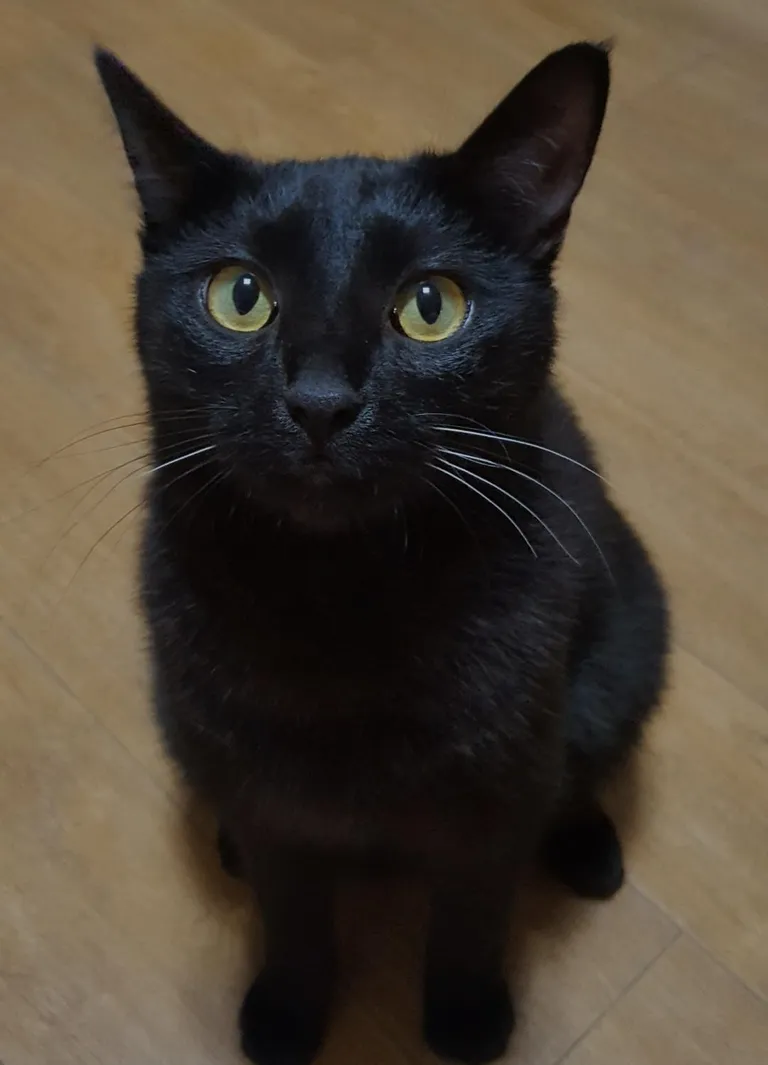 DO NOT kiss your cats on their nose yall😭