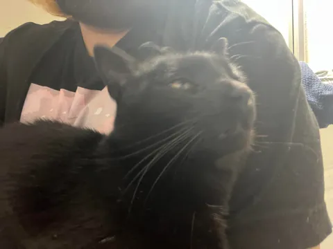 Rolled my ankle today and someone wanted to supervise my hot soak 😂