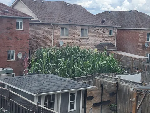 The house behind me grows corn in their backyard