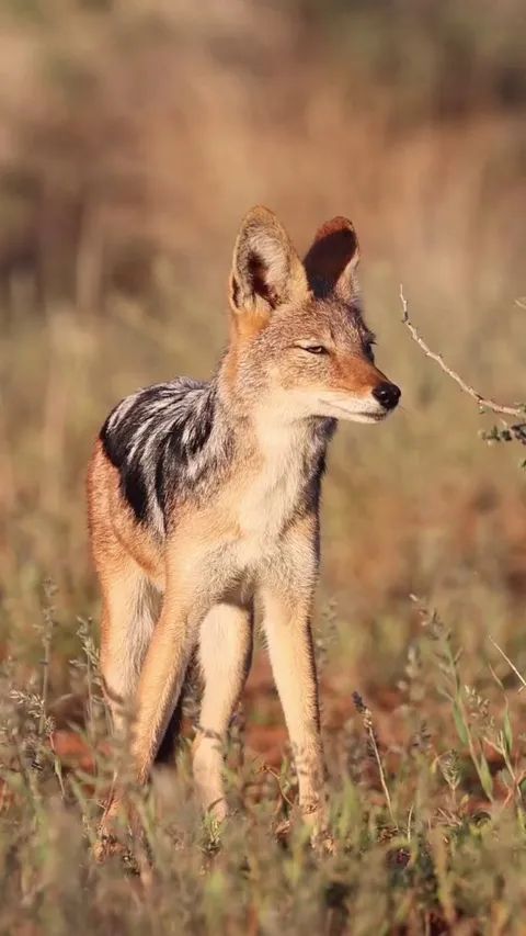 🔥The black-backed Jackal (Lupulella mesomelas)