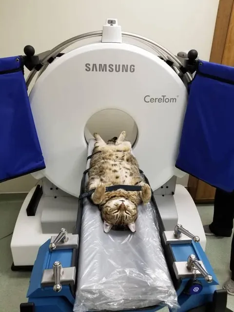 Some of my favorite images of animals getting CT scans