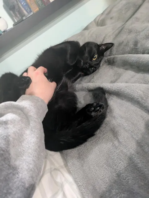 Lost Without My Pixie