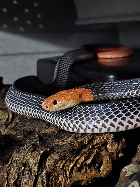 The rarest snake in the United States, the red-headed krait. She's the only one.