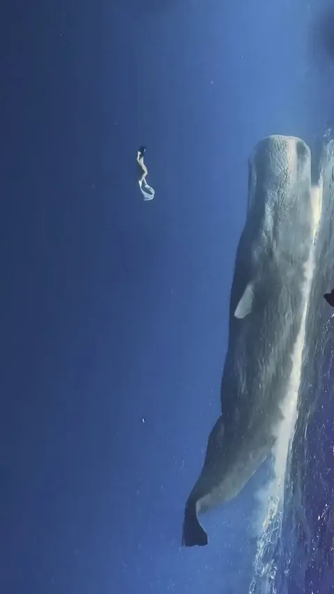 🔥sperm whale besides a human