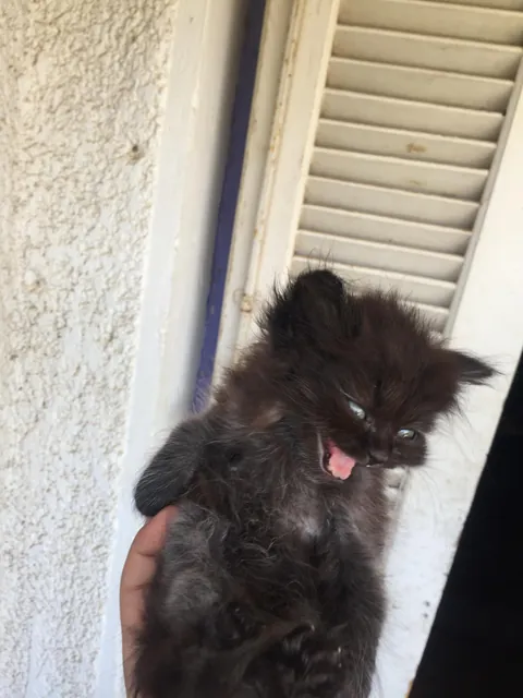 What should i name this beautiful beast 🐈‍⬛️🖤