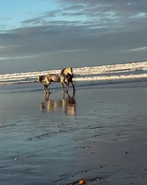 This is what pure freedom looks like 🐎