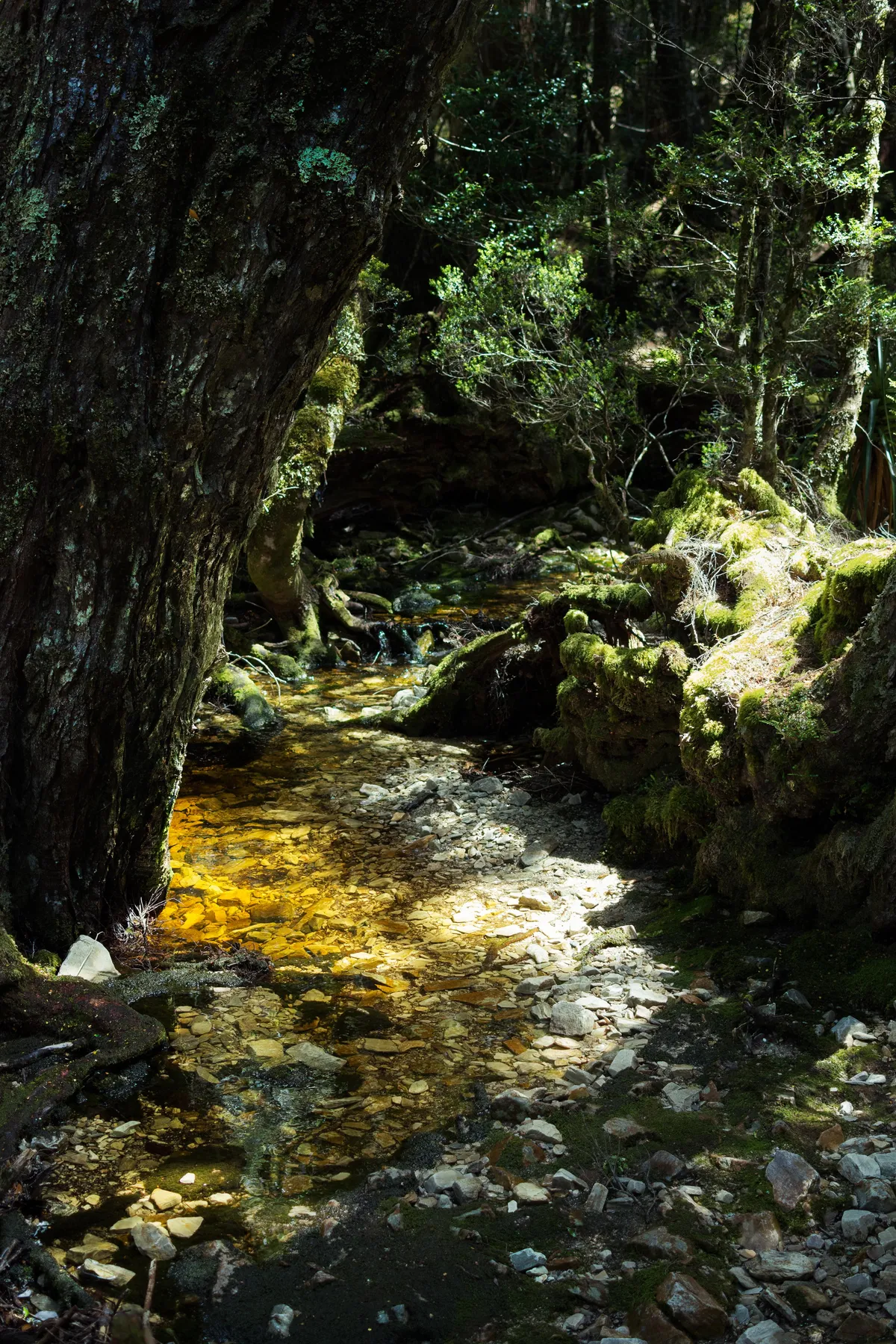 Tasmanian Rainforest [OC][3000x4500]