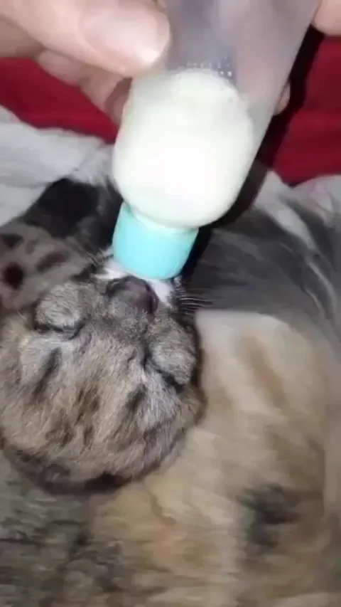 A mother puma and her three cubs were run over on a road in Argentina. The only surviving cub is fighting to recover under veterinary care and is being accompanied and protected by a domestic cat