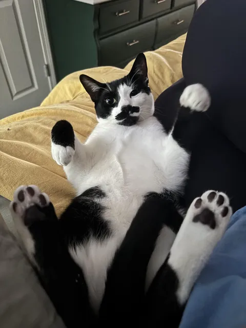 First thing I see when I open my eyes in the morning is this mustached gentleman.