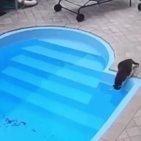 Cat falls into the water, panics, then realizes he knows how to swim.. 😅