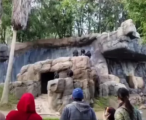 Mama chimp beats her kid for throwing rocks at people