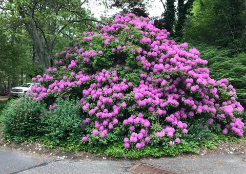 My whole town looks like this.