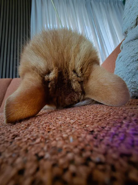 Is it okay to only send these types of pictures if you catsit?